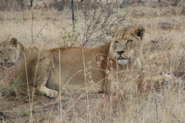 Photo taken in Lion and Safaripark, Broederstroom, South Africa.