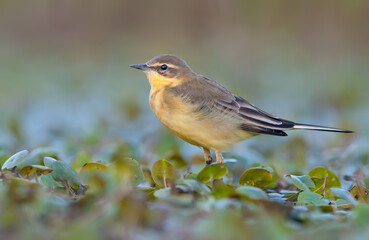 Western yellow wagtail (motacilla flava) evening walk on wet water plants