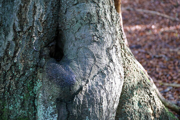 tree bark background
