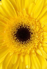 yellow gerbera flower.  macro photography