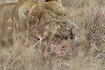 Photo taken in Lion and Safaripark, Broederstroom, South Africa.