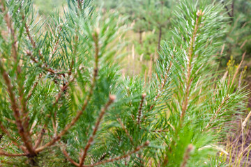 pine young green branch with needles on a blurred background of small pines with blurry background, used as a background or texture, soft focus