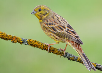Classic good shot of Male Yellowhammer (emberiza citrinella) perched on lichen covered branch with clean green background