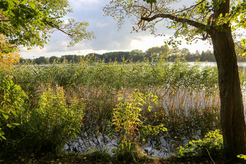 shore of lake with vegetation at Schaalsee, Germany