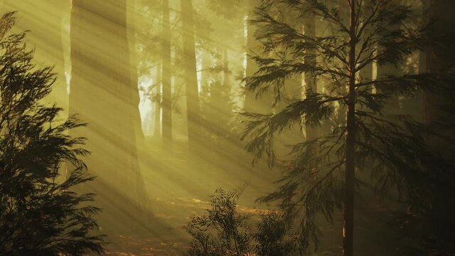 Loop Giant Sequoia Trees at summertime in Sequoia National Park, California