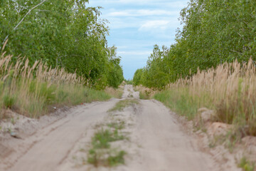 Fototapeta na wymiar the dirt road that goes into the distance, filmed from below, trees grow along the road