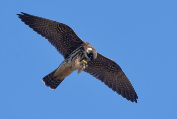 Adult Eurasian hobby (Falco subbuteo) eats in soaring flight his catched  dragonfly