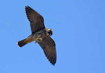Adult Eurasian hobby (Falco subbuteo) flying with dragonfly catched in claws