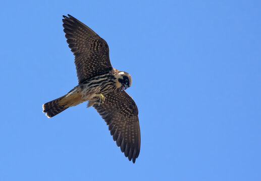 Adult Eurasian hobby (Falco subbuteo) flying with dragonfly catched in claws