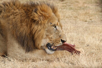 Photo taken in Lion and Safaripark, Broederstroom, South Africa.