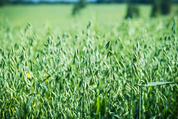 Green juicy oat spikelets on the field. Selective focus. Shallow depth of field. 