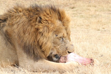 Obraz premium Photo taken in Lion and Safaripark, Broederstroom, South Africa.