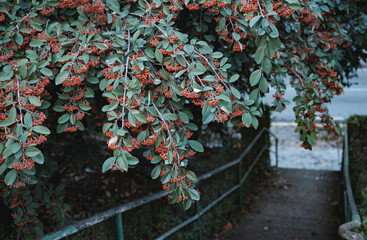 Green bush with orange color berries over a staircase. Beautiful nature. Autumn scene.