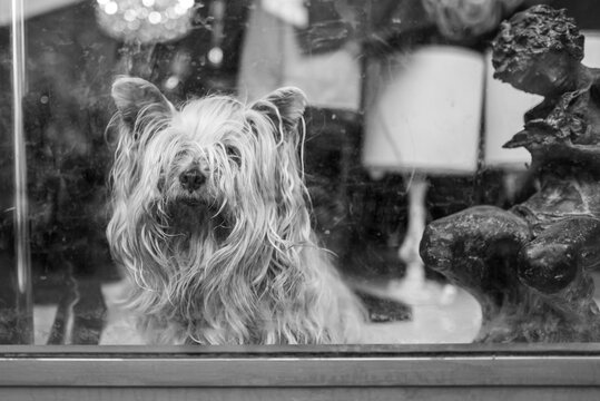 A small dog behind a window in a shop