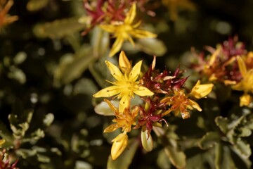 Flowers of the stonecrop Sedum floriferum