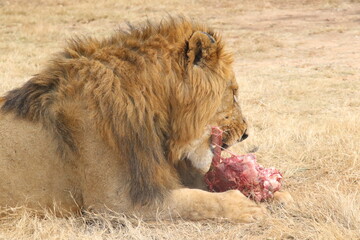 Naklejka premium Photo taken in Lion and Safaripark, Broederstroom, South Africa.