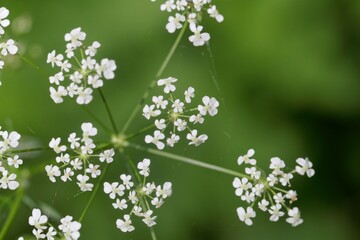 Cow parsley plant flower, Anthriscus sylvestris