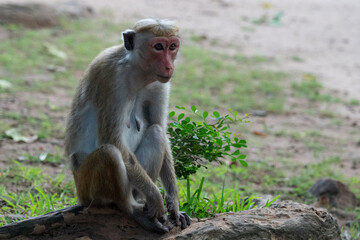 Cute monkey sitting on tree trunk, Sri Lanka