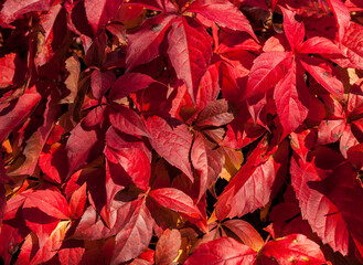 Natural background of red climbing plant parthenocissus,autumn leaves

