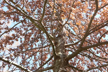 branches against blue sky