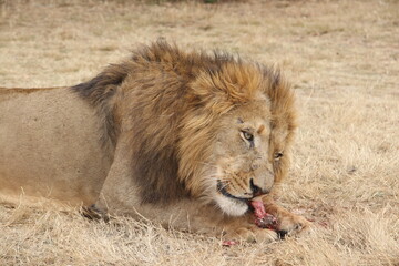 Photo taken in Lion and Safaripark, Broederstroom, South Africa.