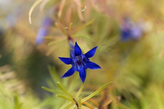 Flower of a Caucasian gentian, Gentiana paradoxa