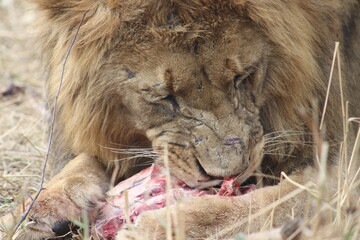 Photo taken in Lion and Safaripark, Broederstroom, South Africa.