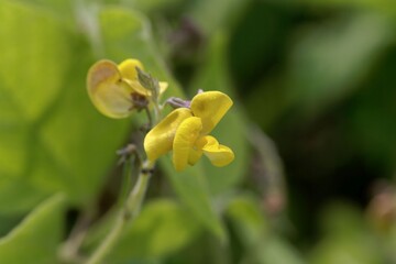 Flower of a rice bean, Vigna umbellata