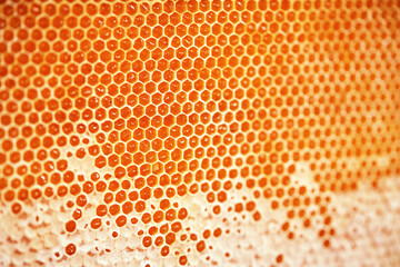 Honeycomb close-up, honey from the beehive. Natural farm product, it is free of nitrates and pesticides