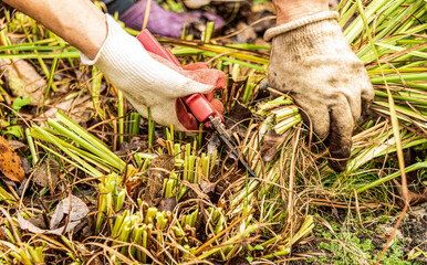 Pruning perennial plants for the winter with a secateurs.