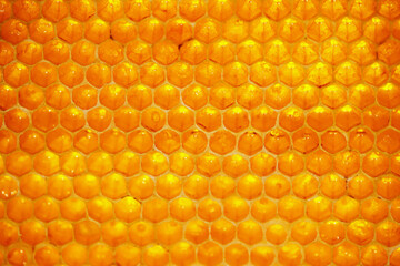 Honeycomb close-up, honey from the beehive. Natural farm product, it is free of nitrates and pesticides