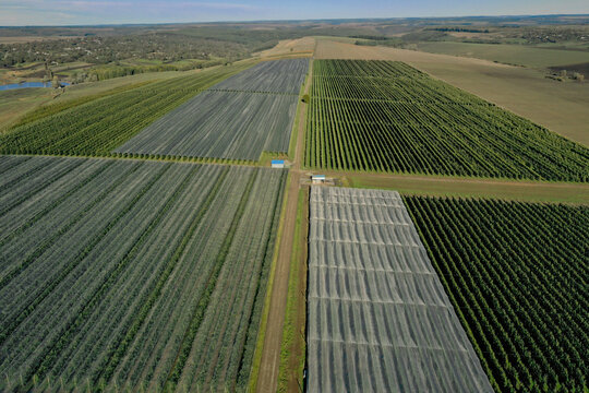 Aerial view of plastic greenhouse on apple orchard. Plant cultivation in organic farming.