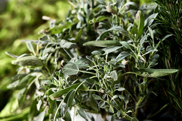 Fresh potted sage, herb for cooking