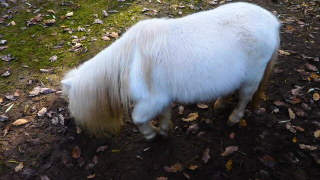 Close up of a white Shetland pony searching the ground