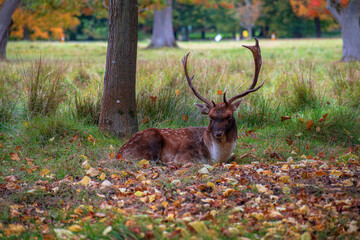 Deer in the park