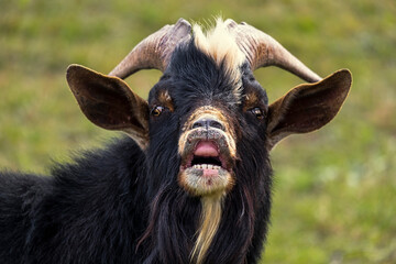 Farm animal petting zoo goats with large horns and floppy ears.  These rural goats are roam the county of Stone Mills in Ontario Canada.