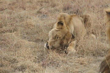 Photo taken in Lion and Safaripark, Broederstroom, South Africa.
