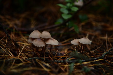 A group of poisonous mushrooms (fungus, toadstools) and moss in the autumn forest