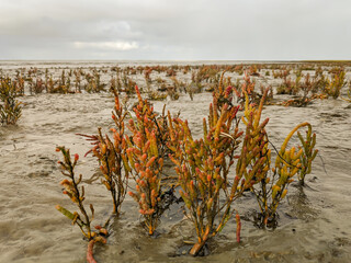 Salzwiese im Wattenmeer 