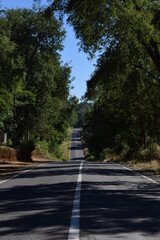 Obraz premium road in the forest