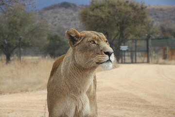 Photo taken in Lion and Safaripark, Broederstroom, South Africa.