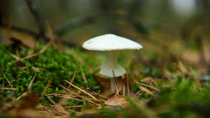 Amanita phalloides is a very poisonous mushroom in the autumn forest