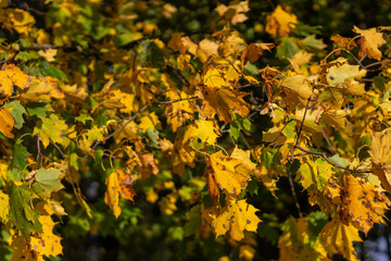 Maple branch with yellow autumn leaves