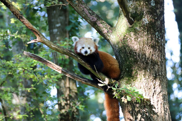 Adorable panda roux perch&eacute; dans l'arbre qui observe la photographe