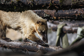 Coati en vadrouille