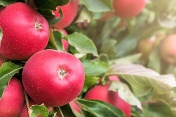 Saftig roter Apfel an einem Apfelbaum kurz vor der Ernte