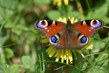 Butterfly sitting on dandelion. 