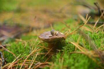 The Polish mushroom in the autumn forest macro