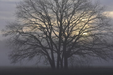 Fototapeta na wymiar Silhouette of a tree surrounded by fog. 