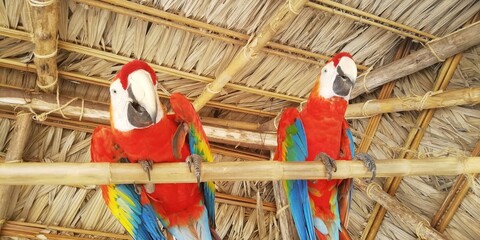 Papagayos de la Selv Central © Rony